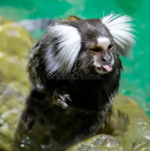 Sagui mostrando a língua